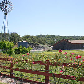 Zaca Mesa Winery Vineyard