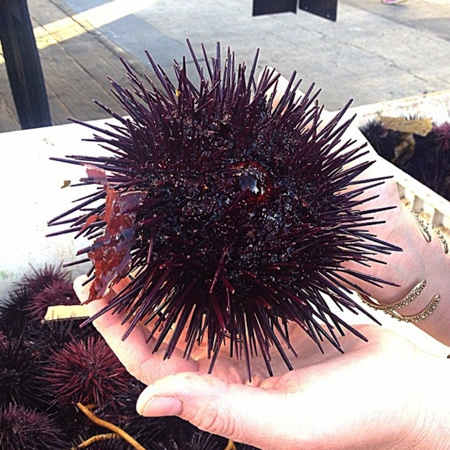 sea-urchin.jpg