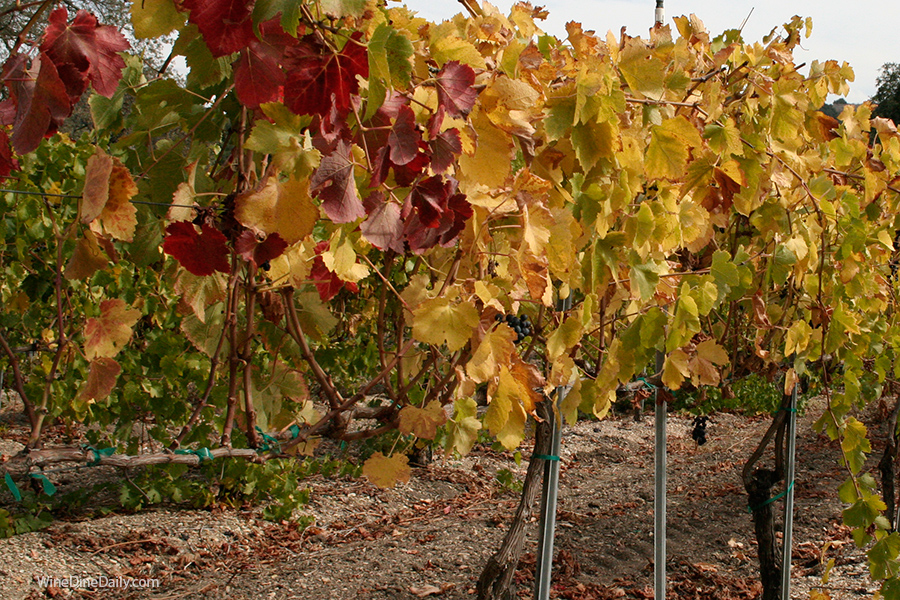 Fall Vineyard WineDineDaily