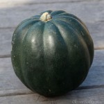 Acorn Squash