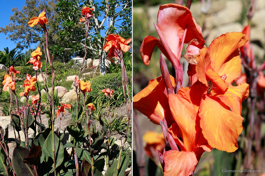 Canna Lilies Flowers