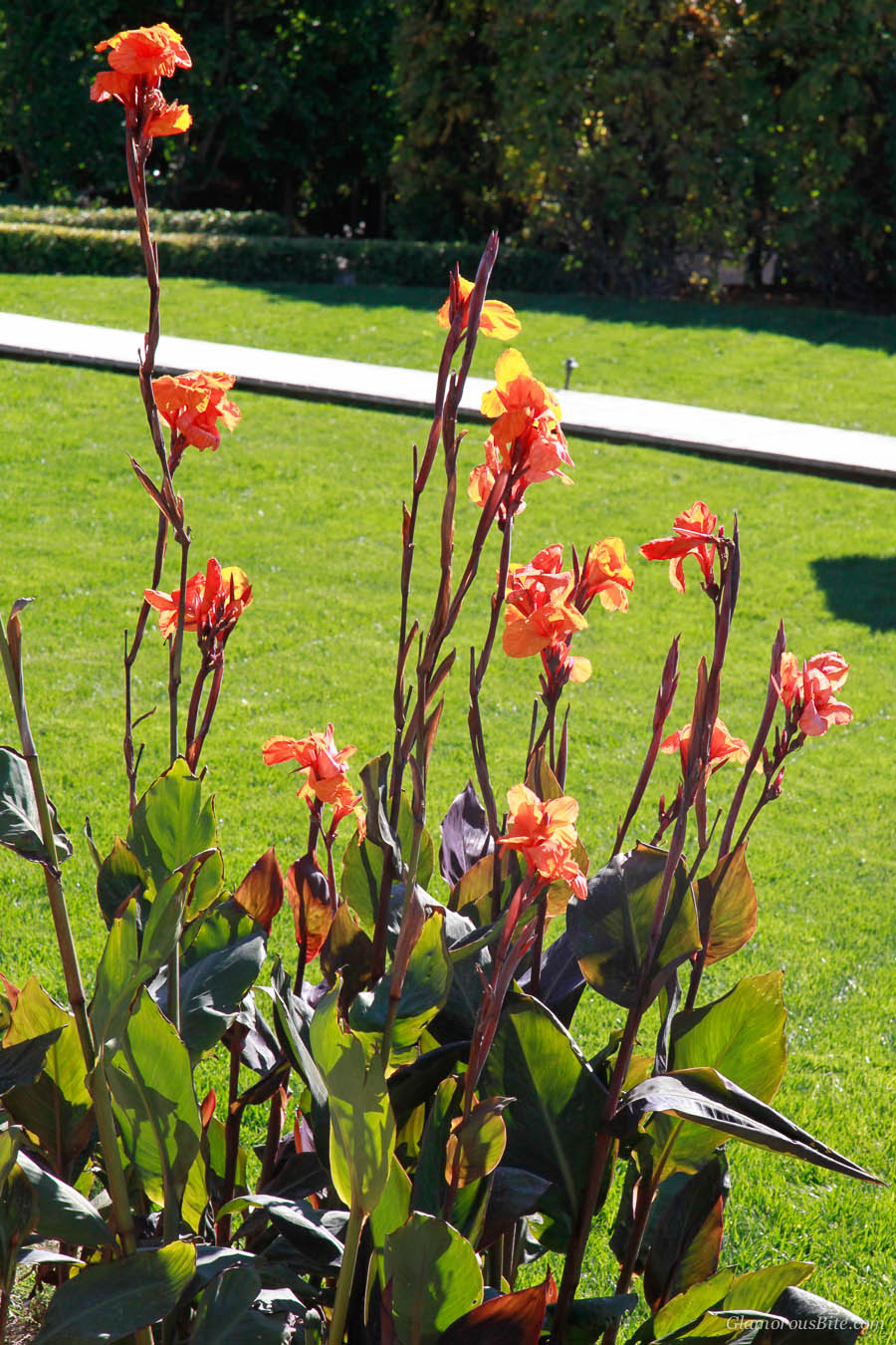 Canna Lilies