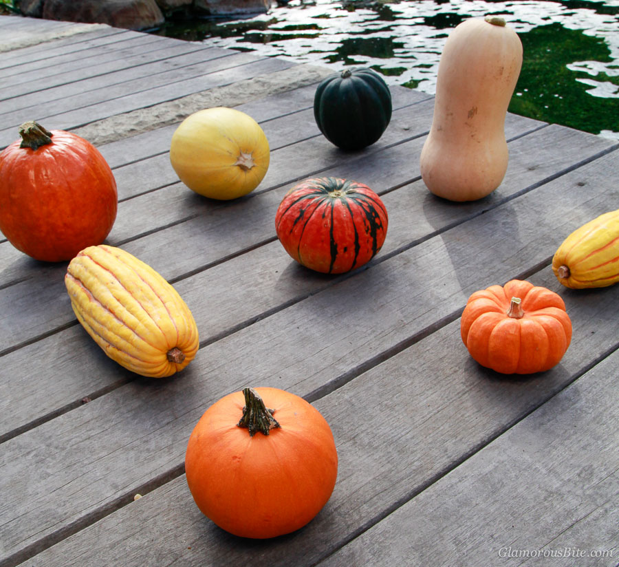 Pumpkin Squash Types