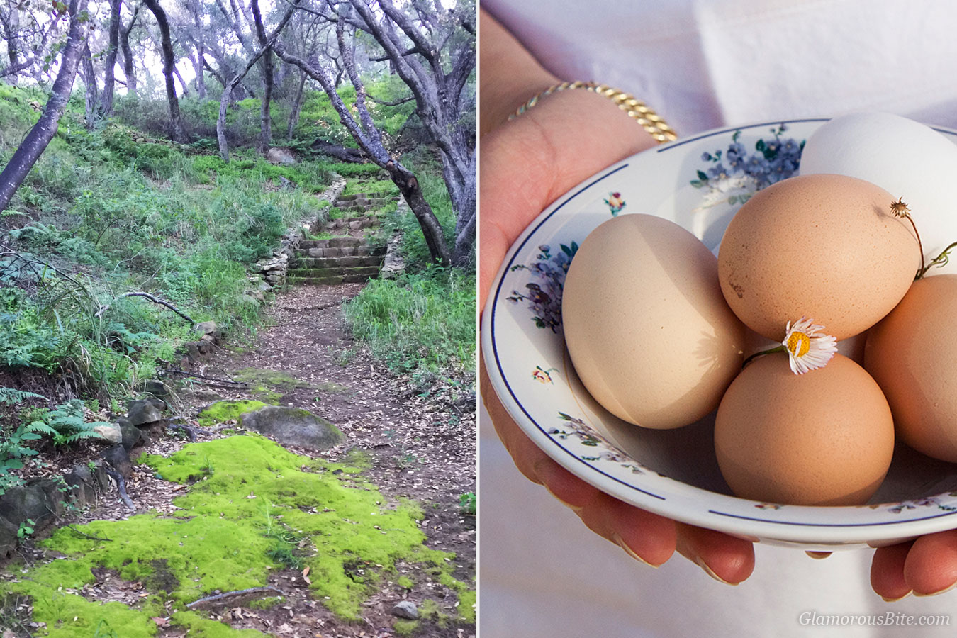 Forest Santa Barbara Eggs