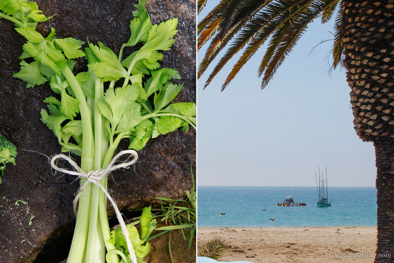 Celery Santa Barbara Beach